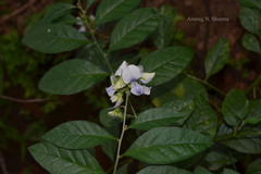 Crotalaria heyneana